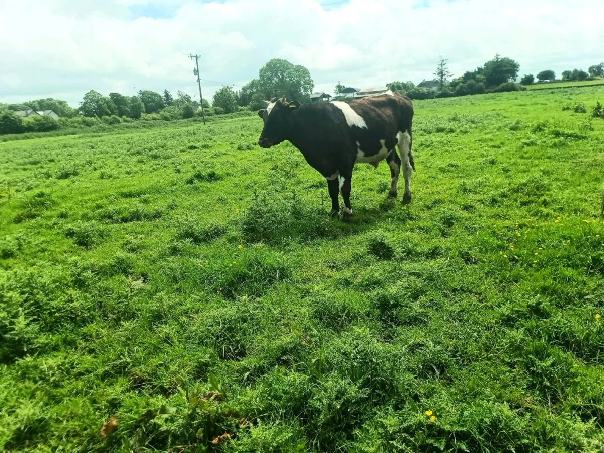 Organic weanlings cull cow - Image 3