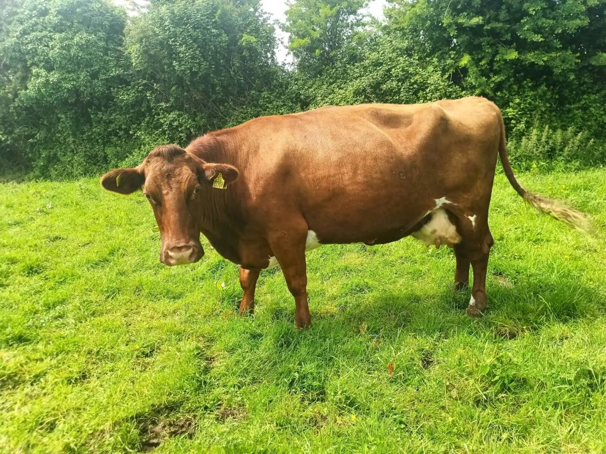 Organic weanlings cull cow - Image 4