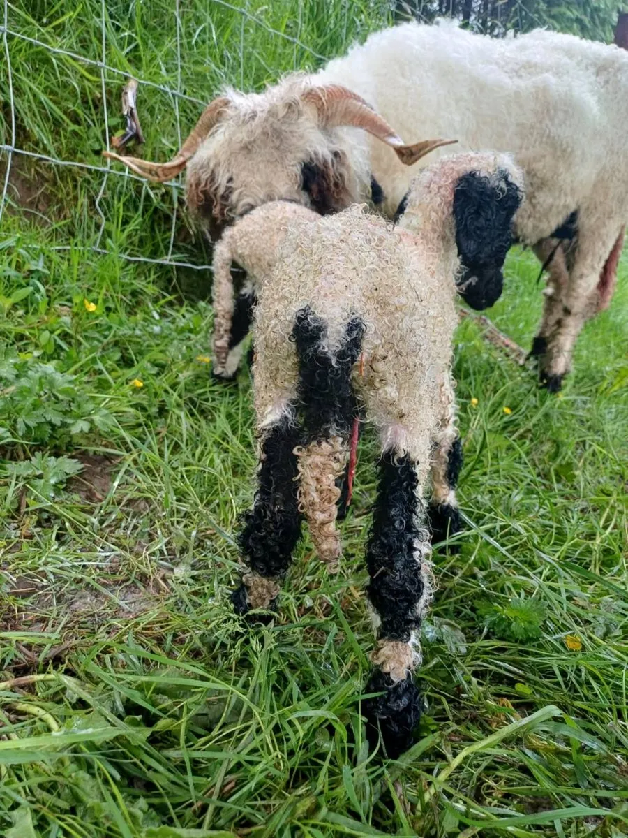 Valais Blacknose ram pet lamb - Image 2