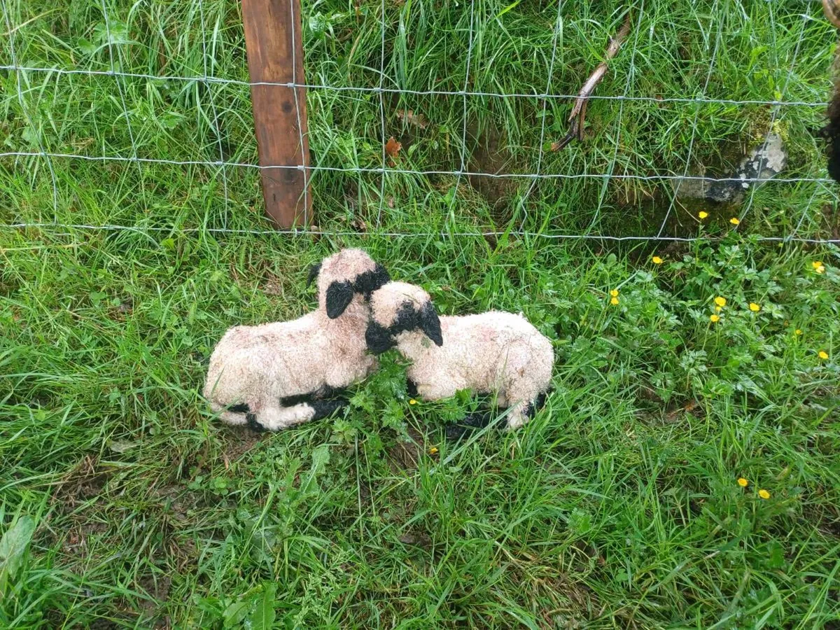 Valais Blacknose ram pet lamb - Image 1