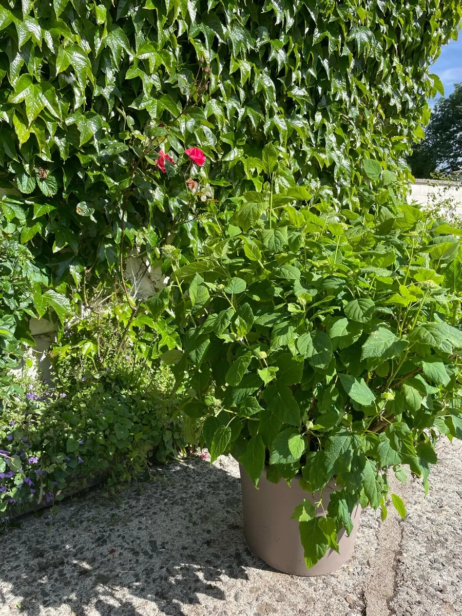 Hydrangeas Annabelle - Image 1