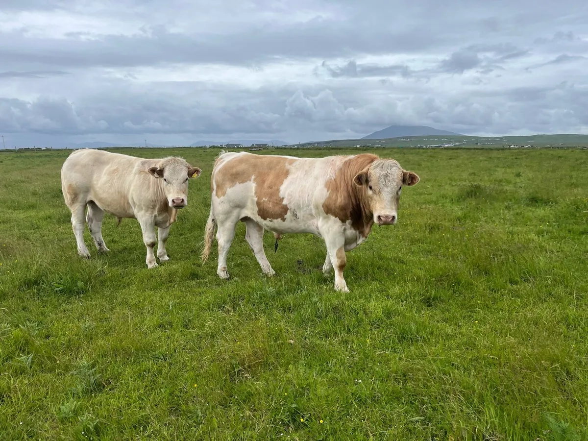 bullocks - Image 1