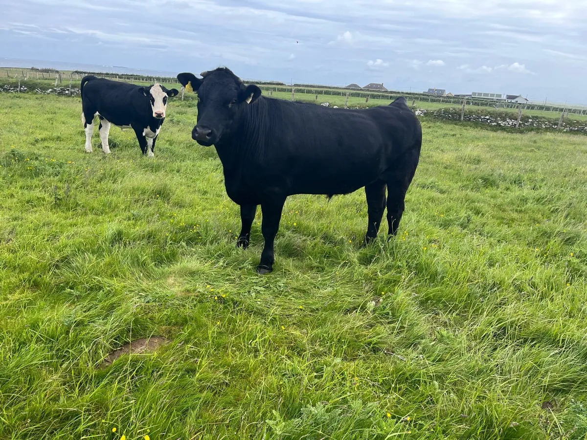 bullocks - Image 2