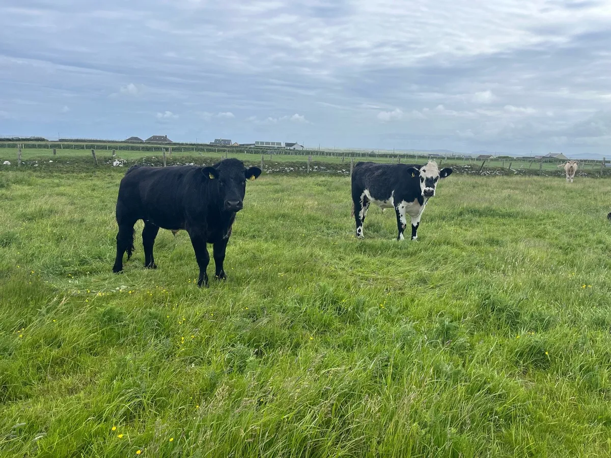 bullocks - Image 3