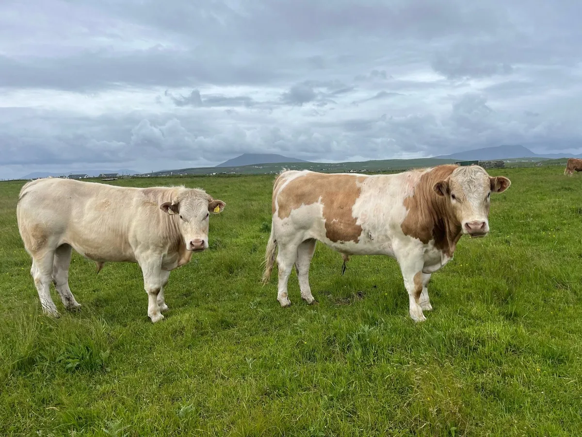 bullocks - Image 4