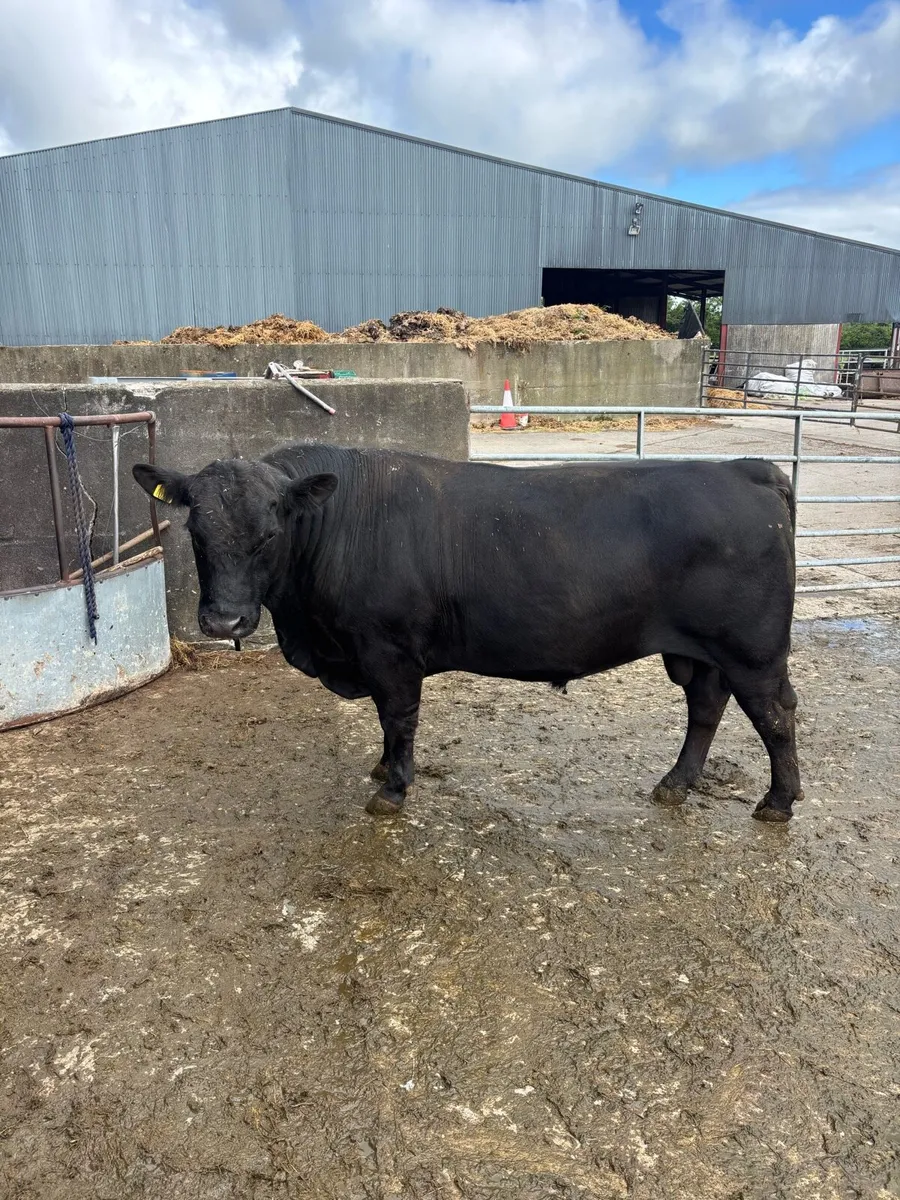 Pedegree Aberdeen Angus Bull - Image 1