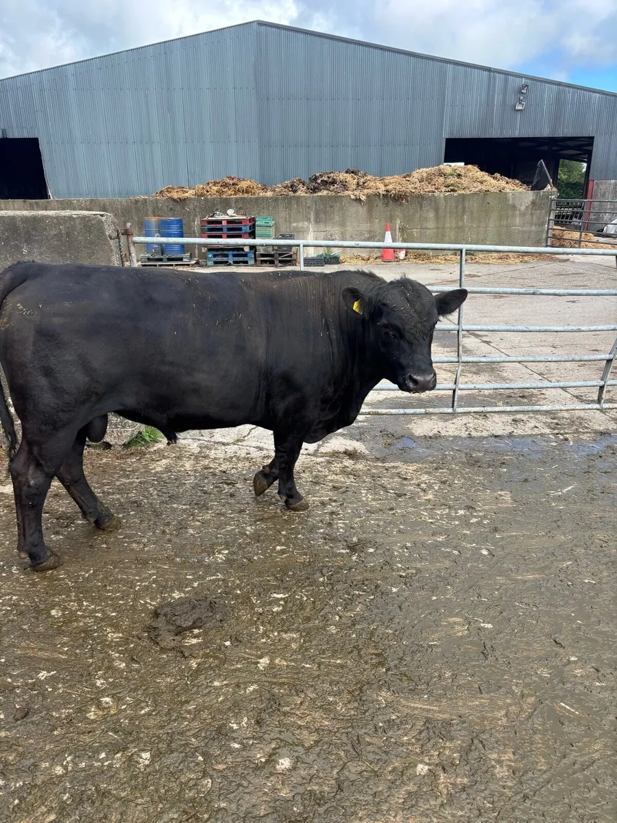 Pedegree Aberdeen Angus Bull - Image 2