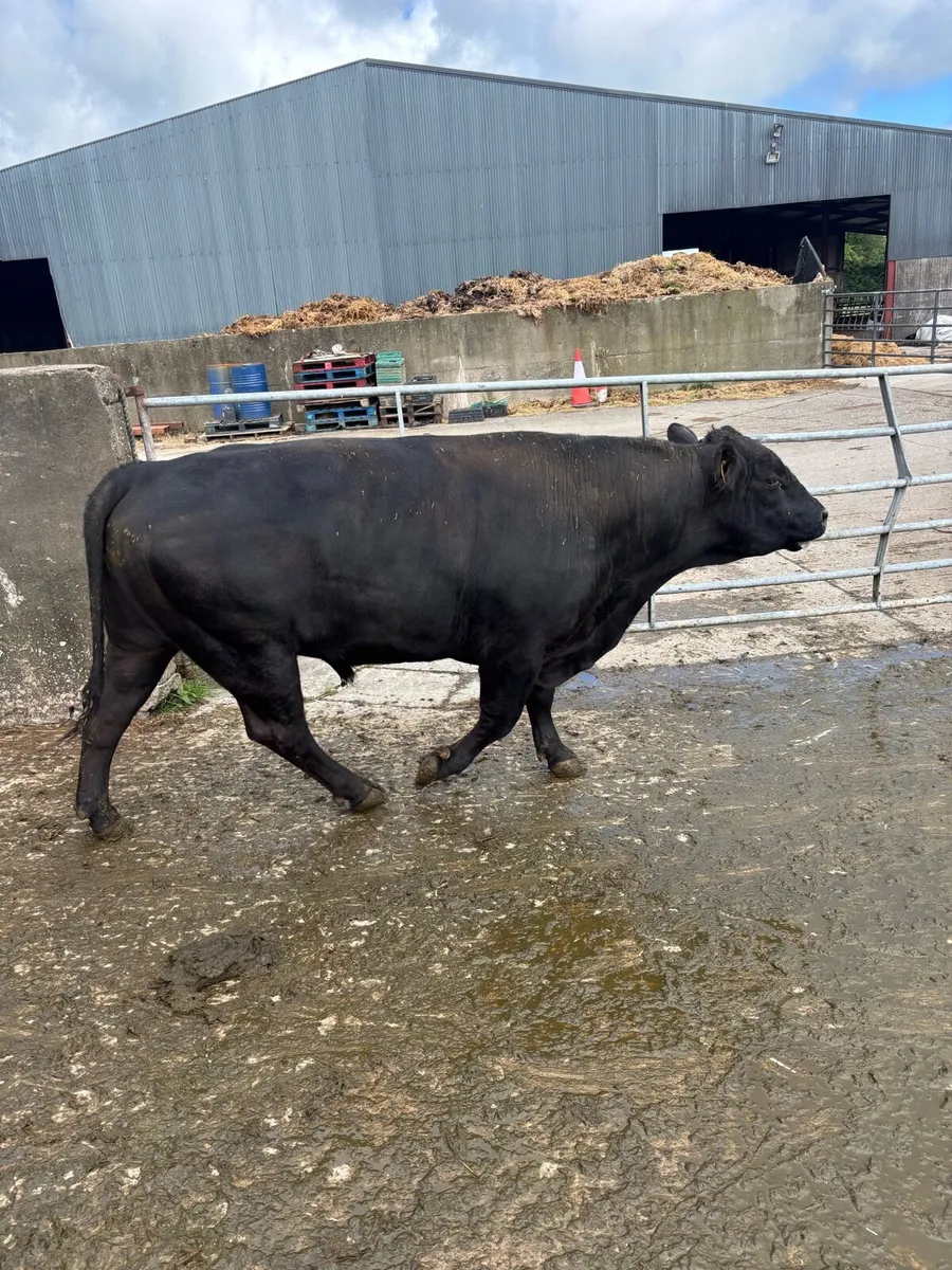 Pedegree Aberdeen Angus Bull - Image 3