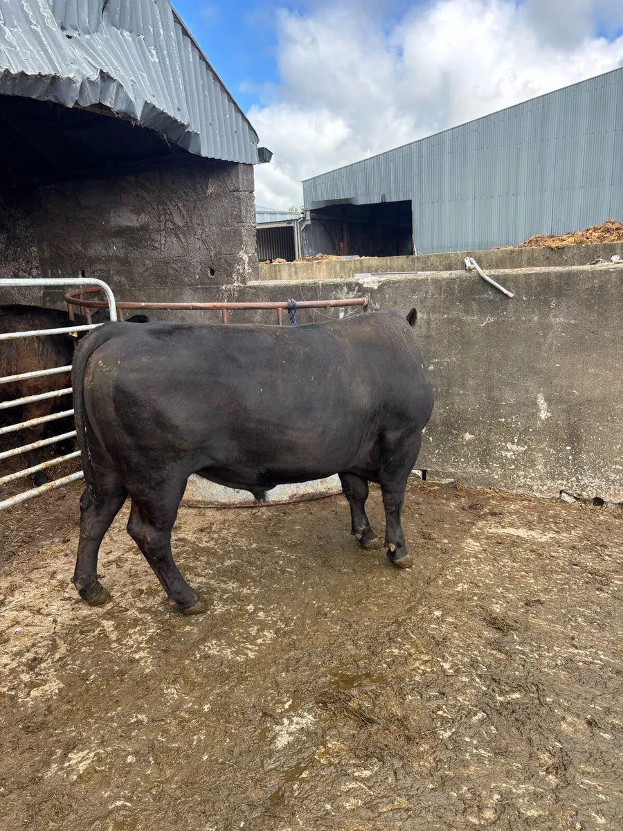 Pedegree Aberdeen Angus Bull - Image 4