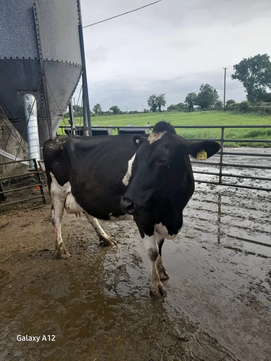 Fine Dairy Cow