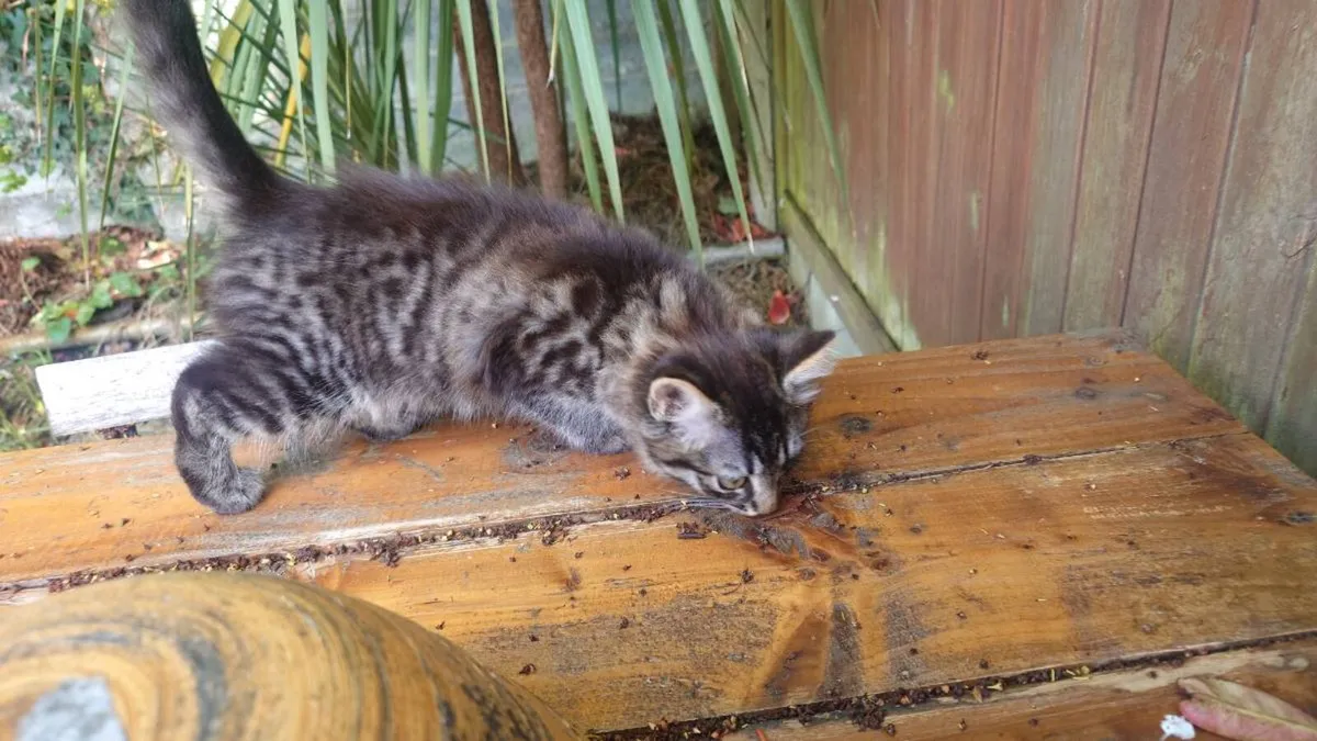 Kittens - Image 3
