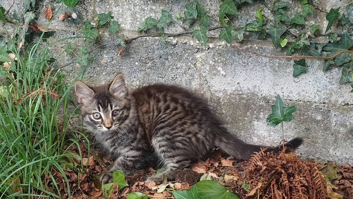 Kittens - Image 4