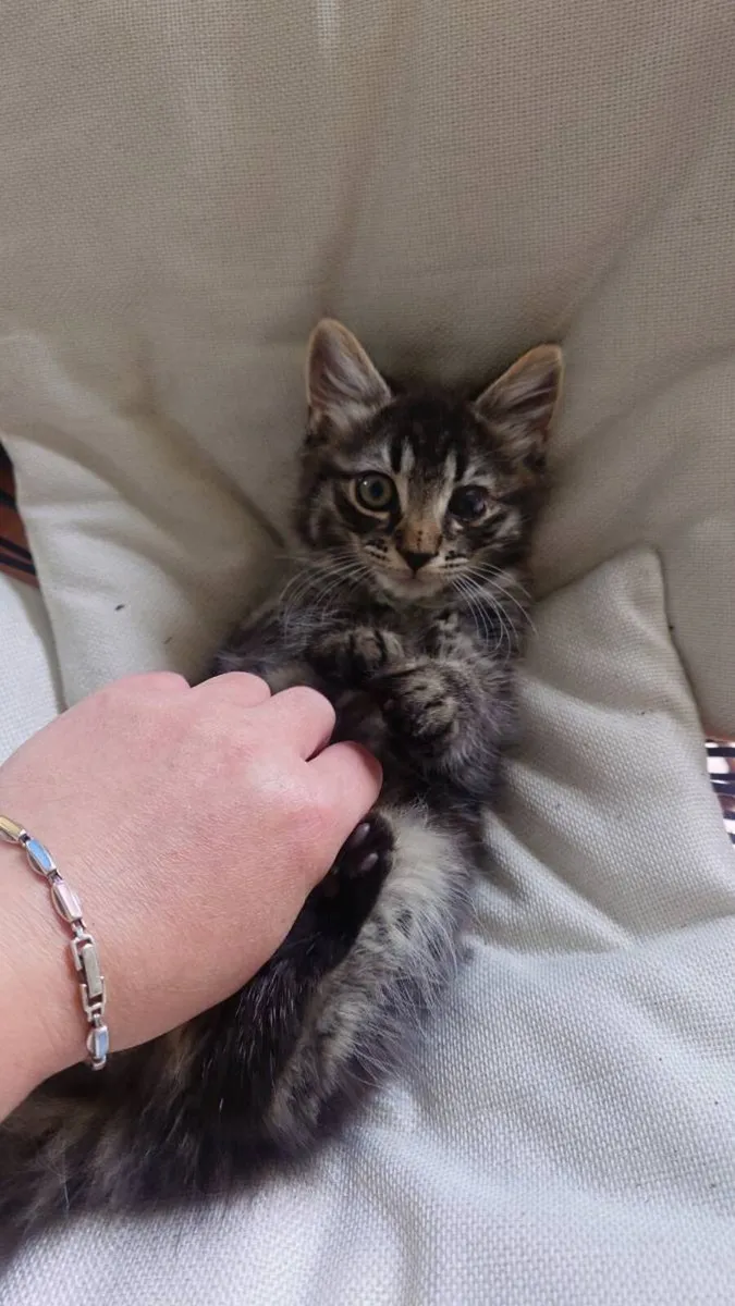 Kittens - Image 1