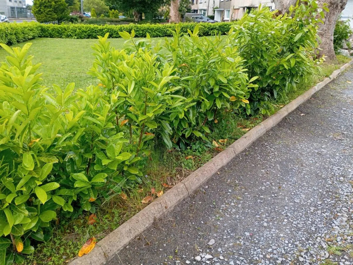 Free!! 10 Cherry Laurel. 115cm. GalwayCity - Image 1