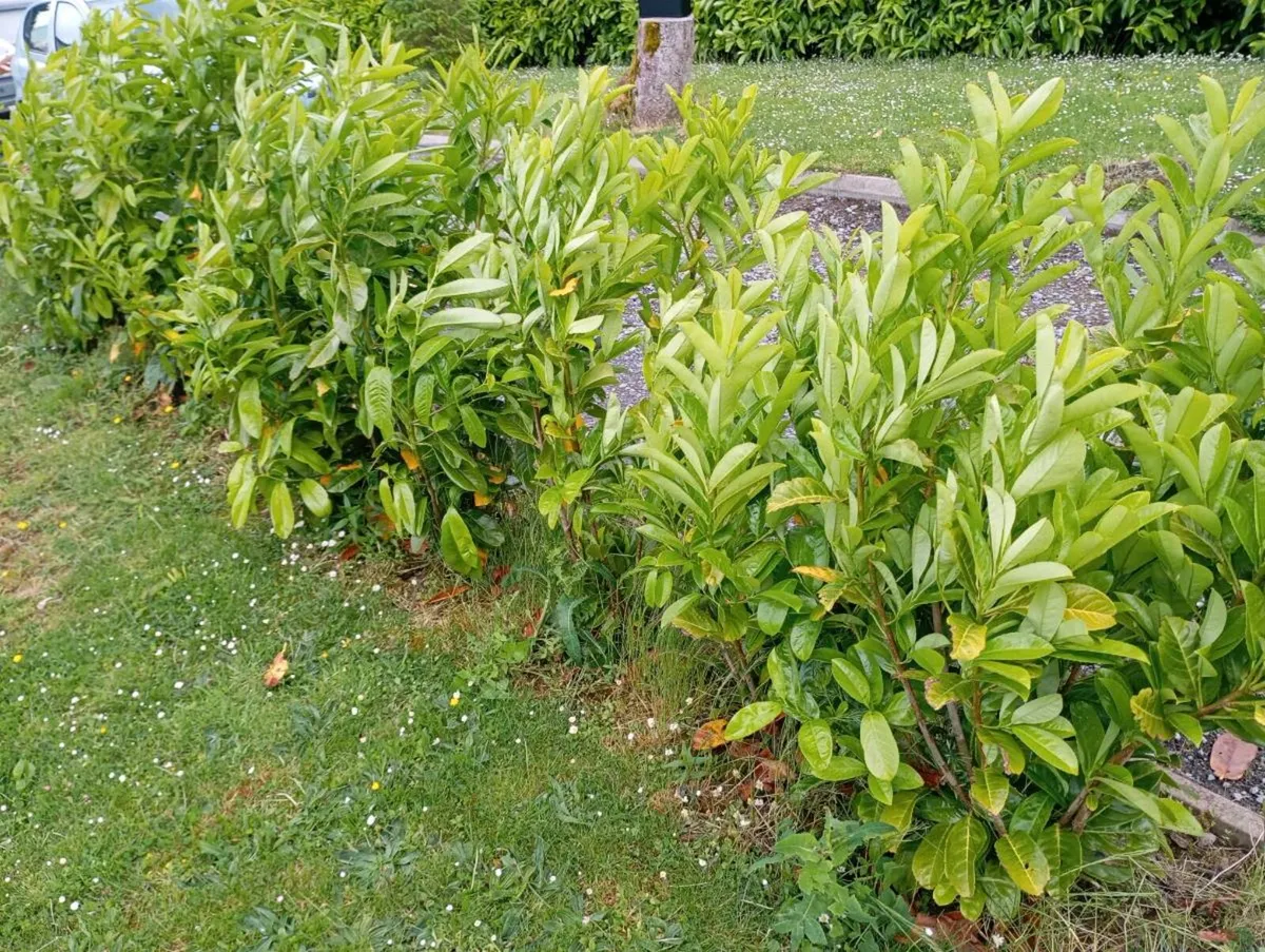 Free!! 10 Cherry Laurel. 115cm. GalwayCity - Image 2