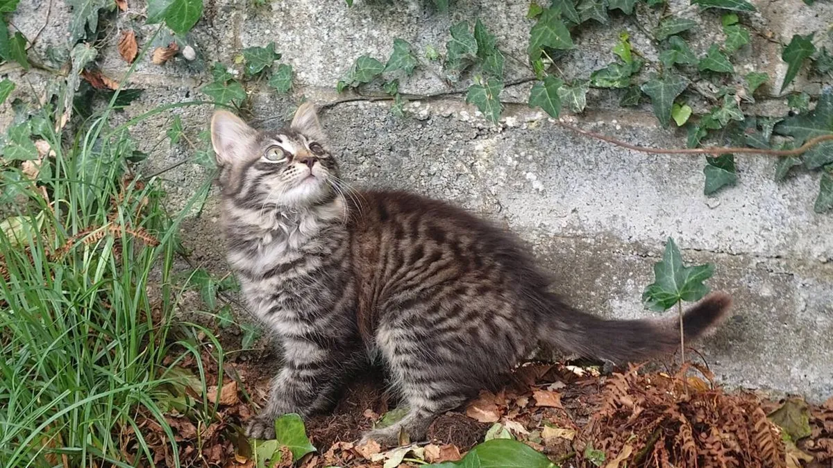 Kittens - Image 2