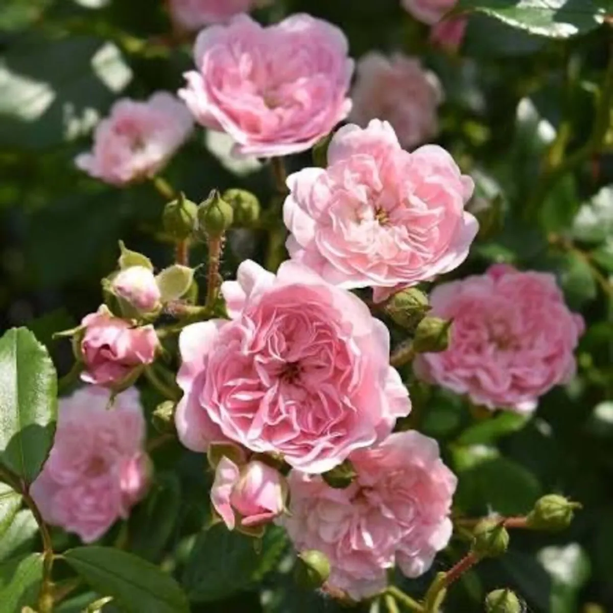 Carpet rose plants - Image 2