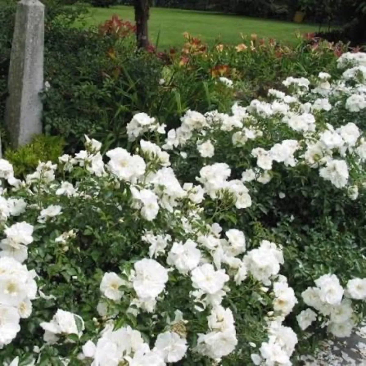 Carpet rose plants - Image 3