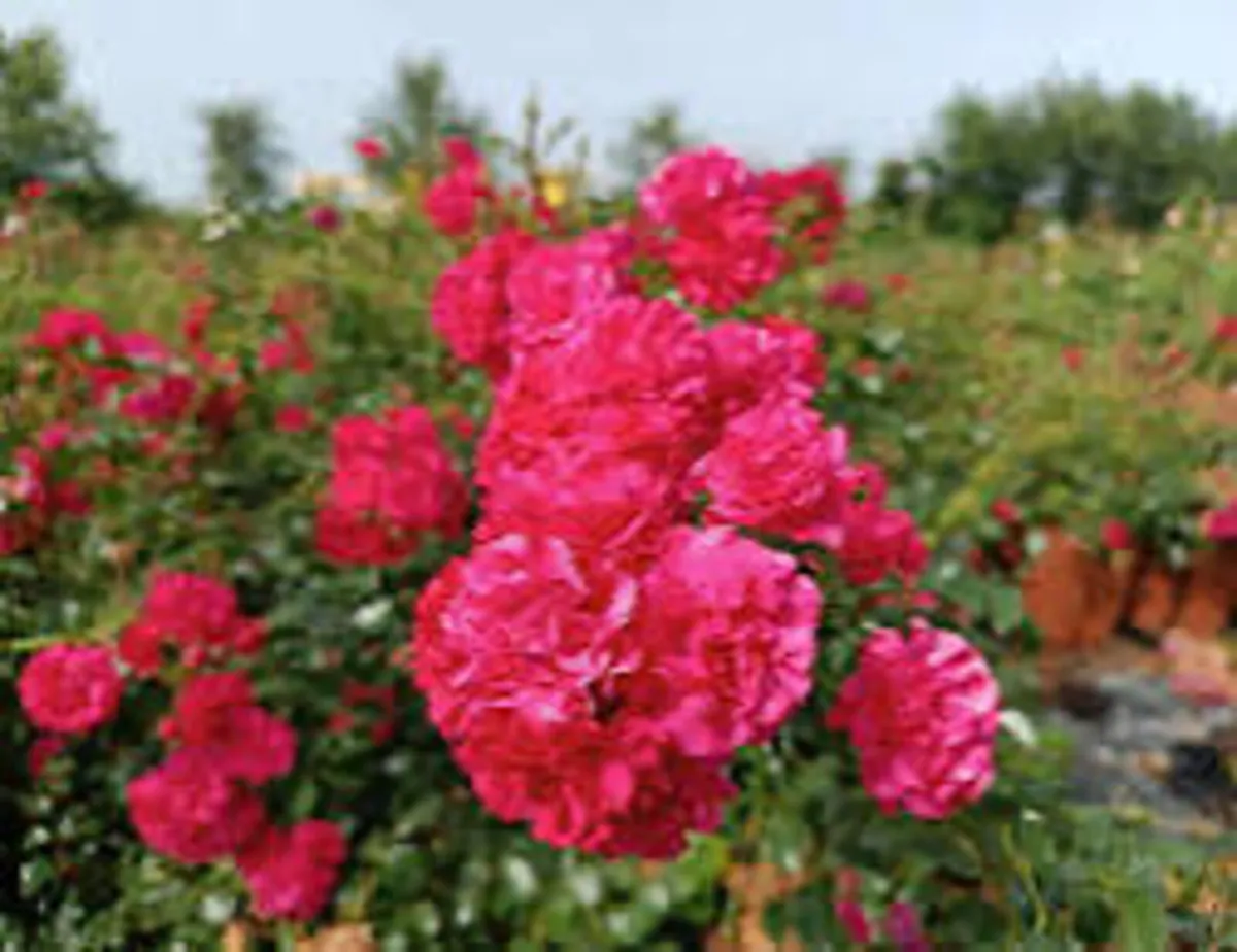Carpet rose plants - Image 1