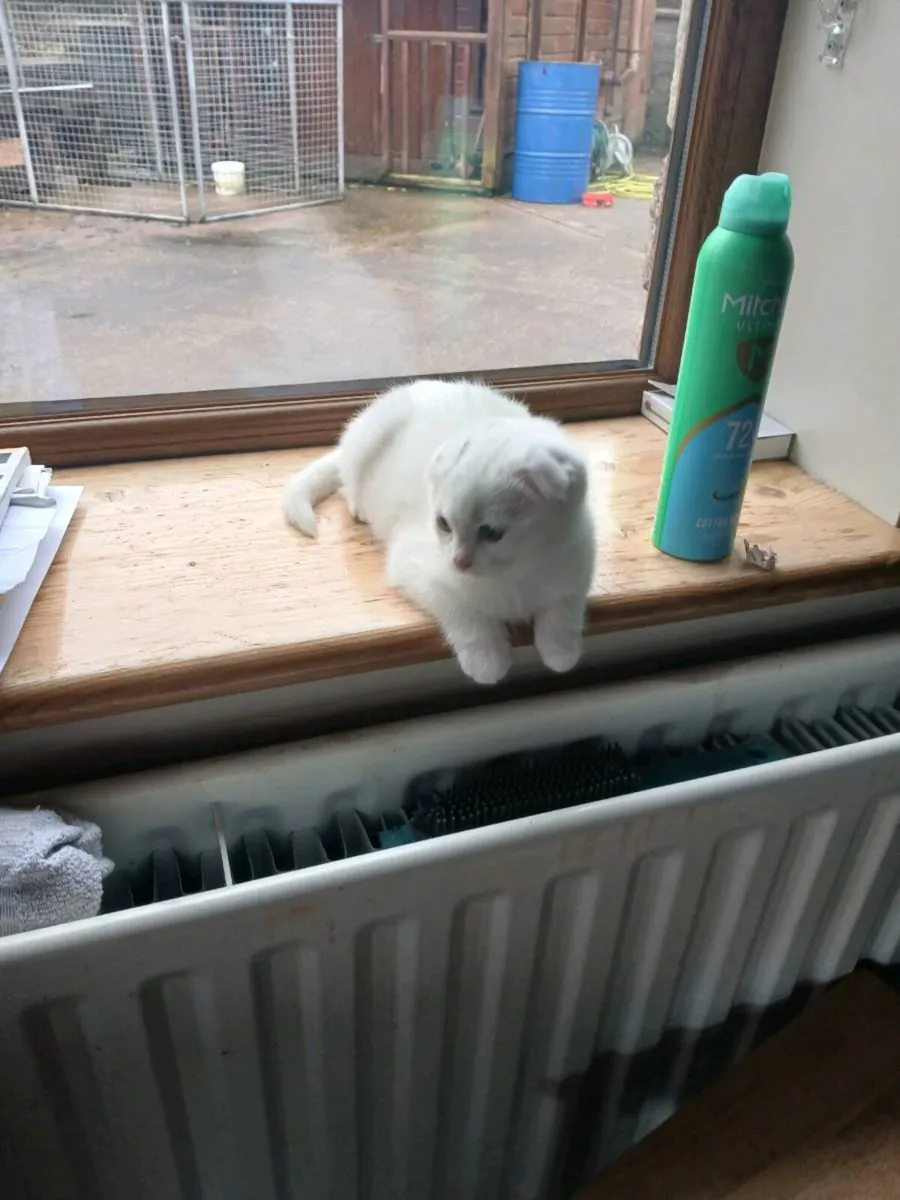 ragdoll kitten Male Scottish fold Female - Image 1