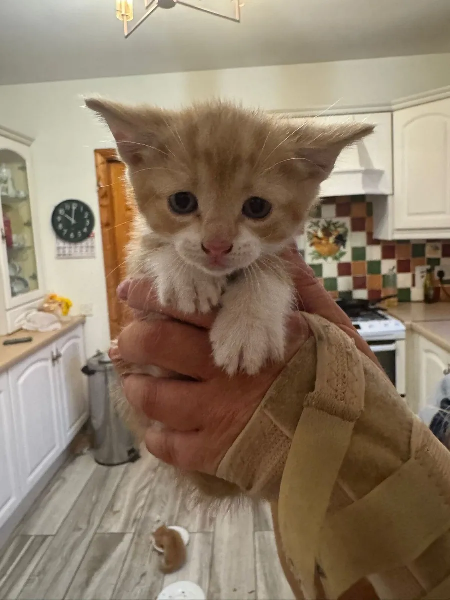 Kittens - Image 1
