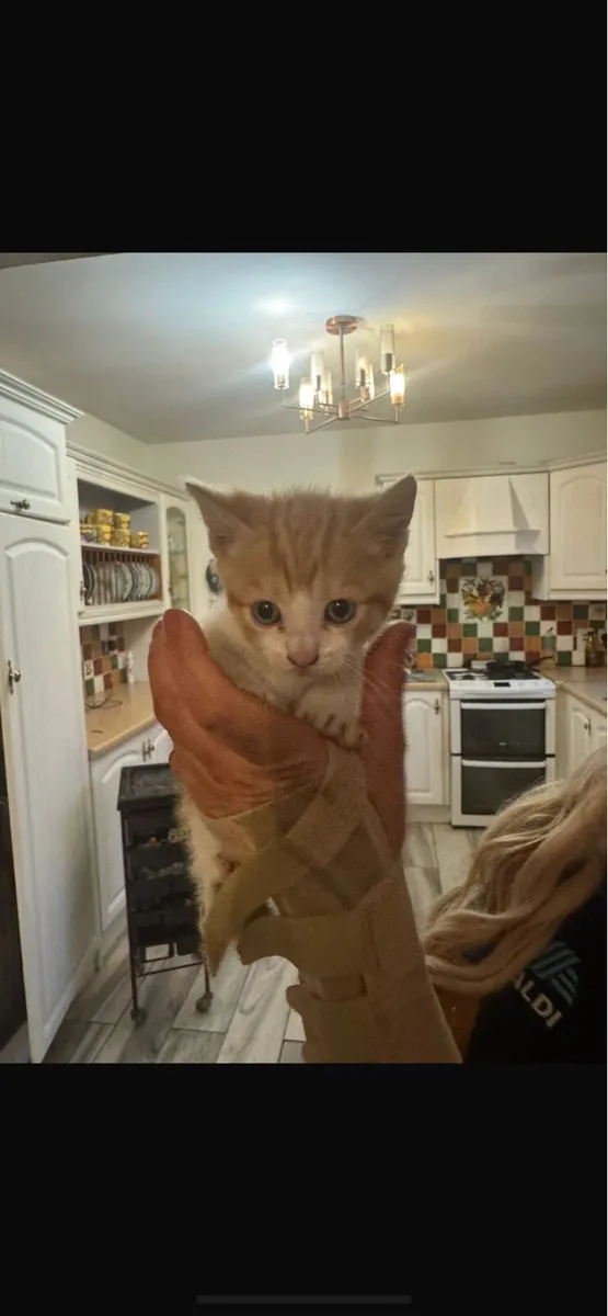 Kittens - Image 2