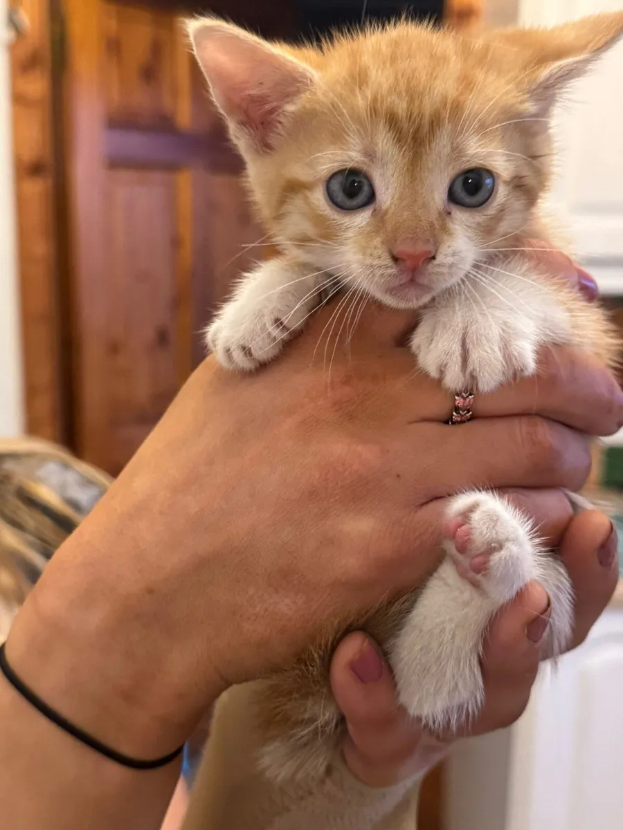 Kittens - Image 3