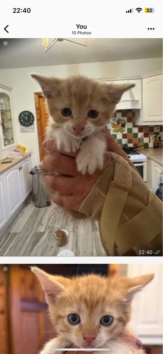 Kittens - Image 4