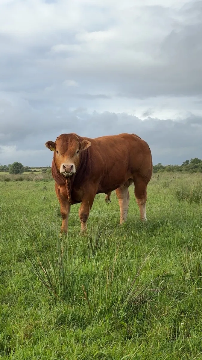 💥💥PEDIGREE LIMOUSIN BULLS💥💥 - Image 3