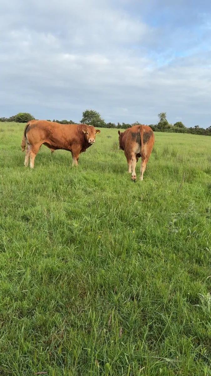 💥💥PEDIGREE LIMOUSIN BULLS💥💥 - Image 4