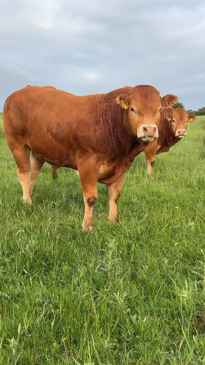 💥💥PEDIGREE LIMOUSIN BULLS💥💥 - Image 1