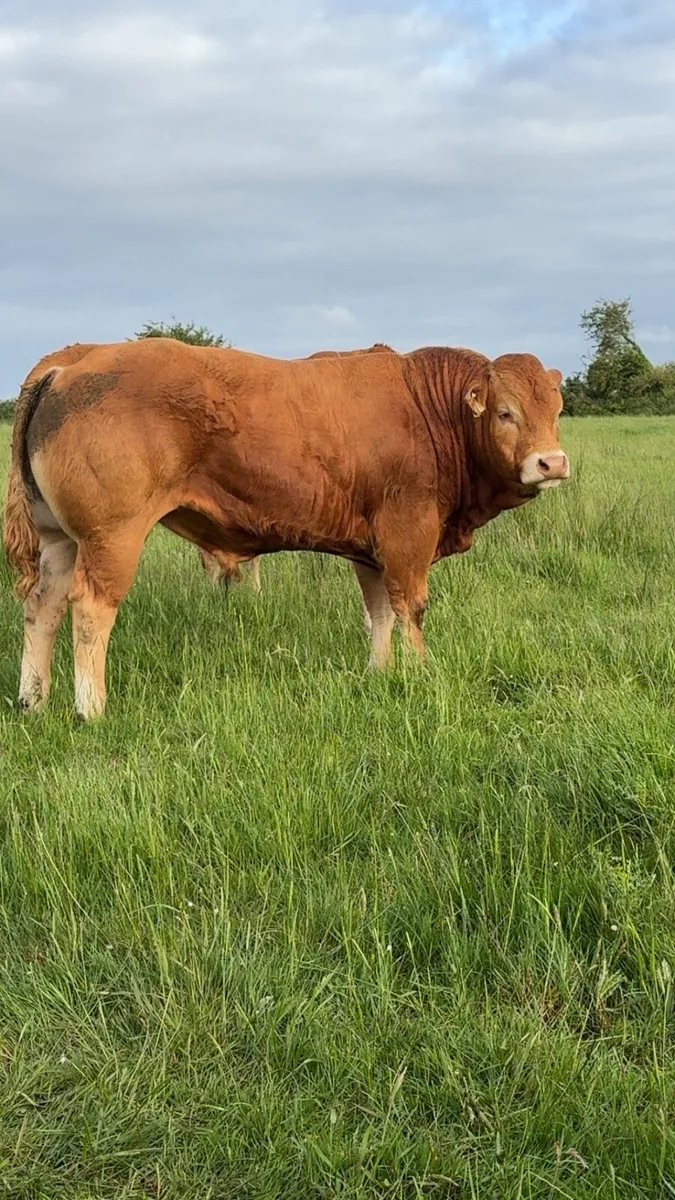 💥💥PEDIGREE LIMOUSIN BULLS💥💥 - Image 2