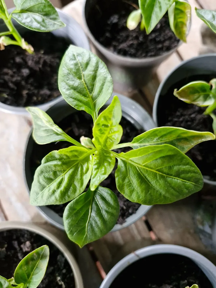 Pepper plants - Image 1