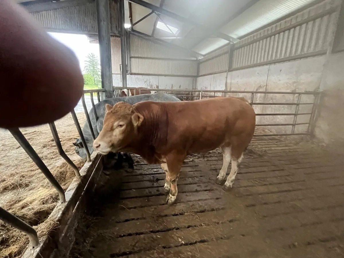PBR Limousin Bulls - Image 2