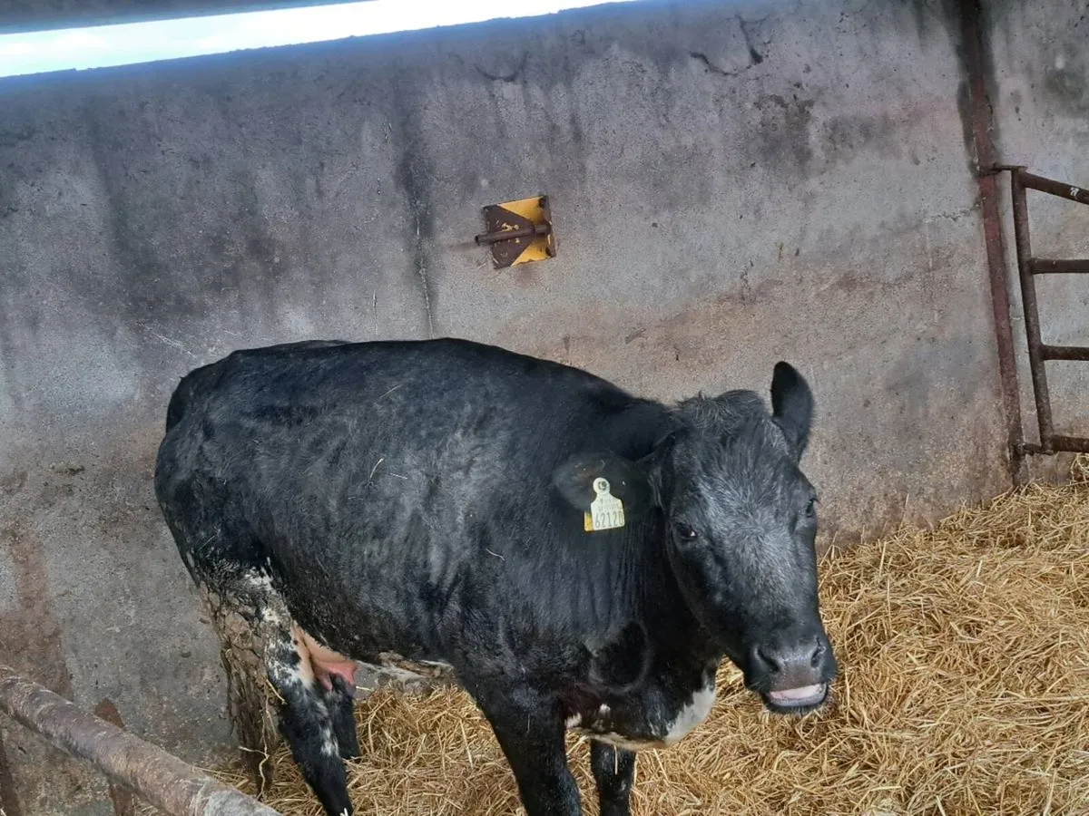 Foster heifer - Image 1