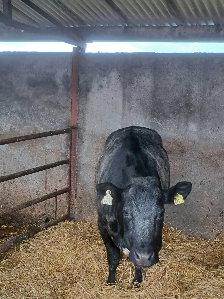 Foster heifer - Image 2