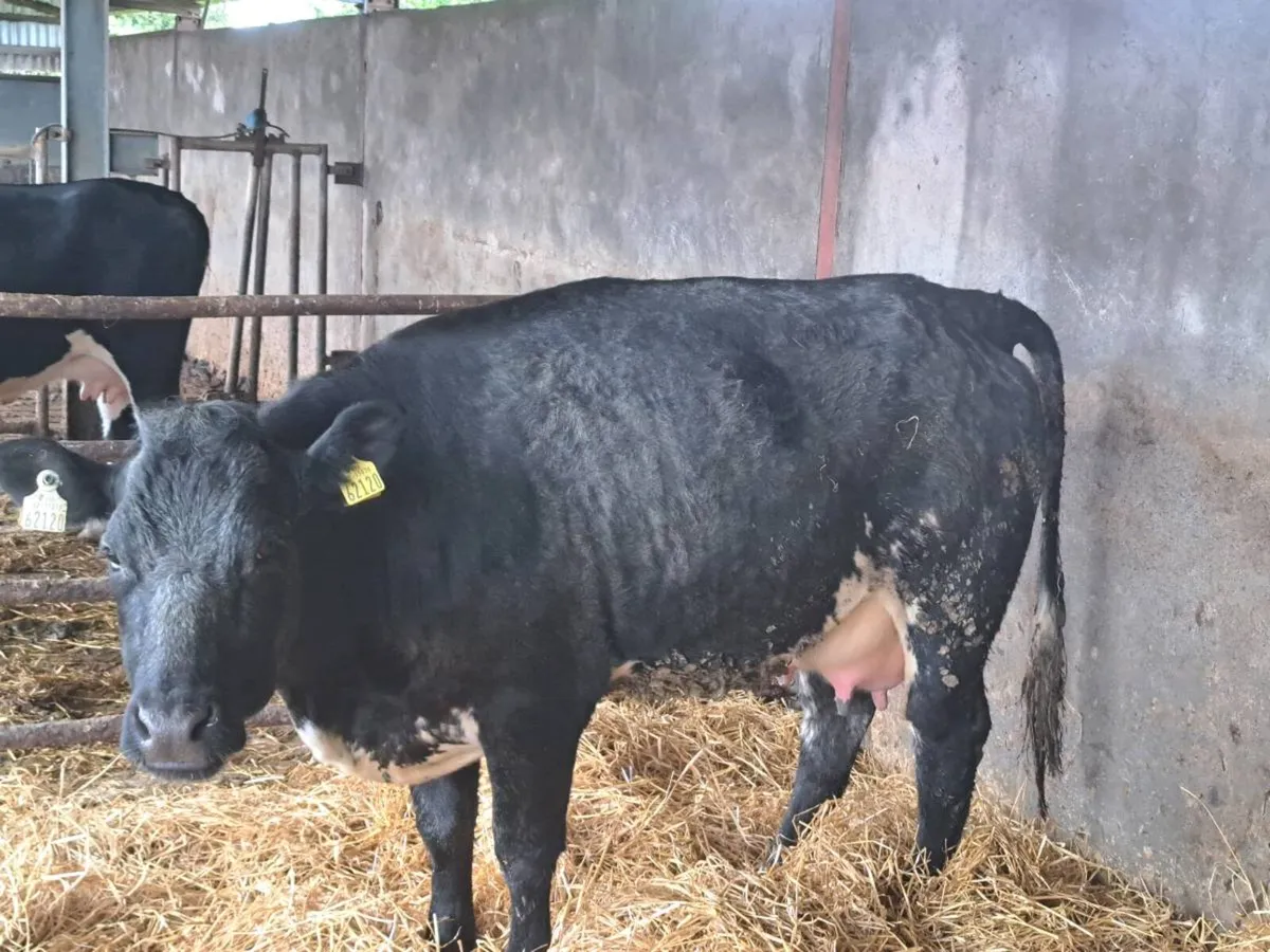 Foster heifer - Image 3
