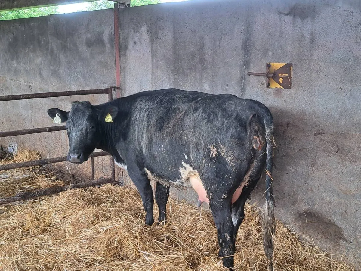 Foster heifer - Image 4
