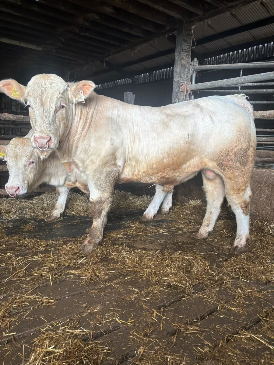 2 Charolais bulls - Image 1