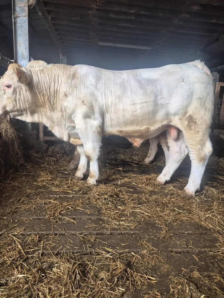 2 Charolais bulls - Image 2