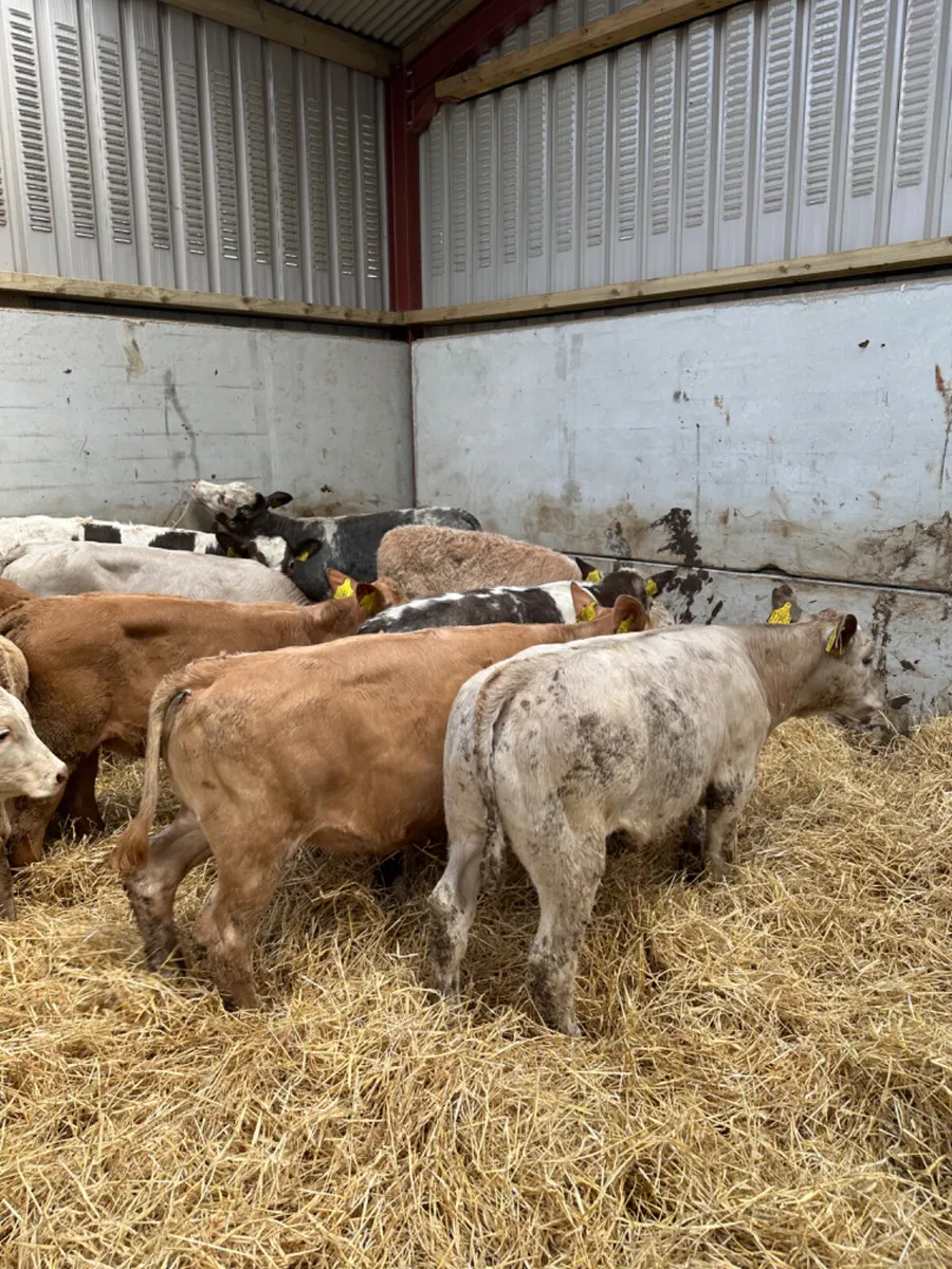 Charolais and blue heifers - Image 3