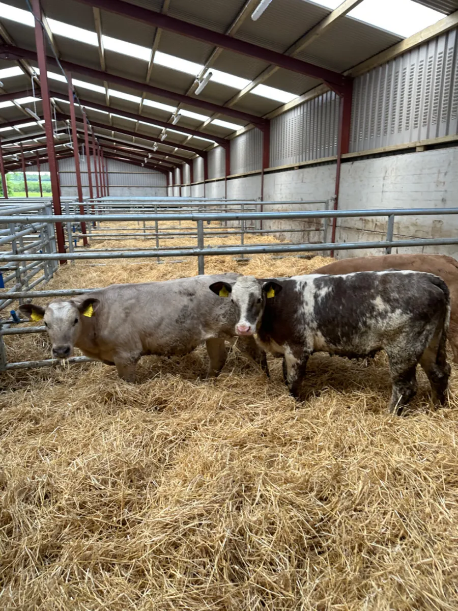 Charolais and blue heifers - Image 4