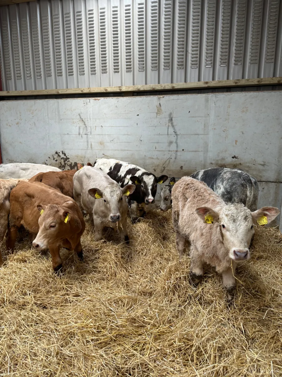Charolais and blue heifers - Image 2