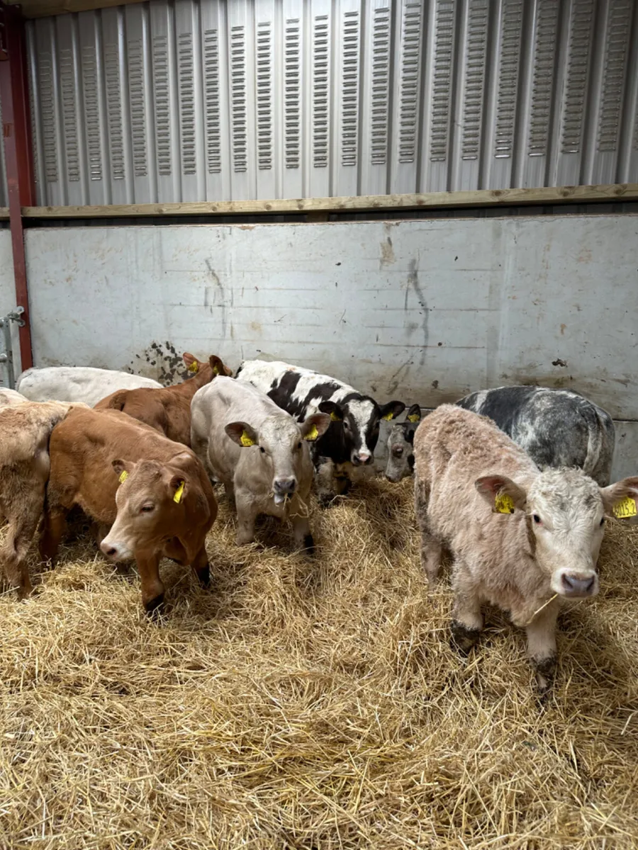 Charolais and blue heifers - Image 1