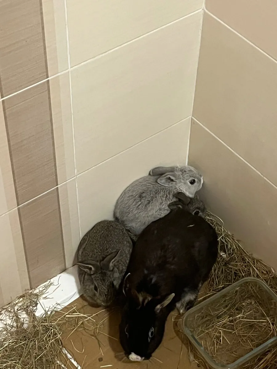 Baby Rabbits - Image 2