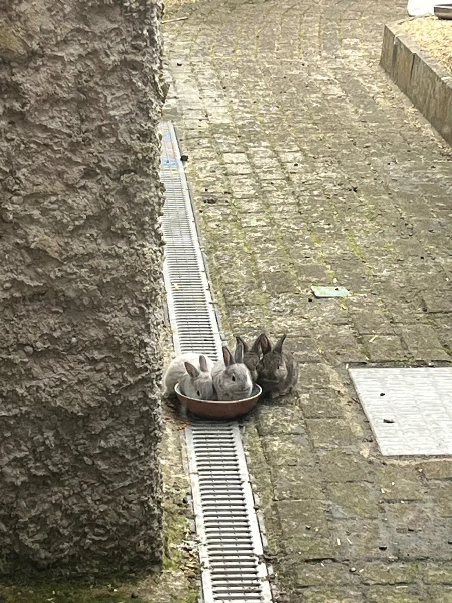 Baby Rabbits - Image 1
