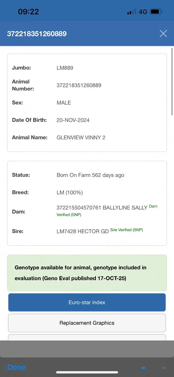 PBR Limousin Bulls - Image 3