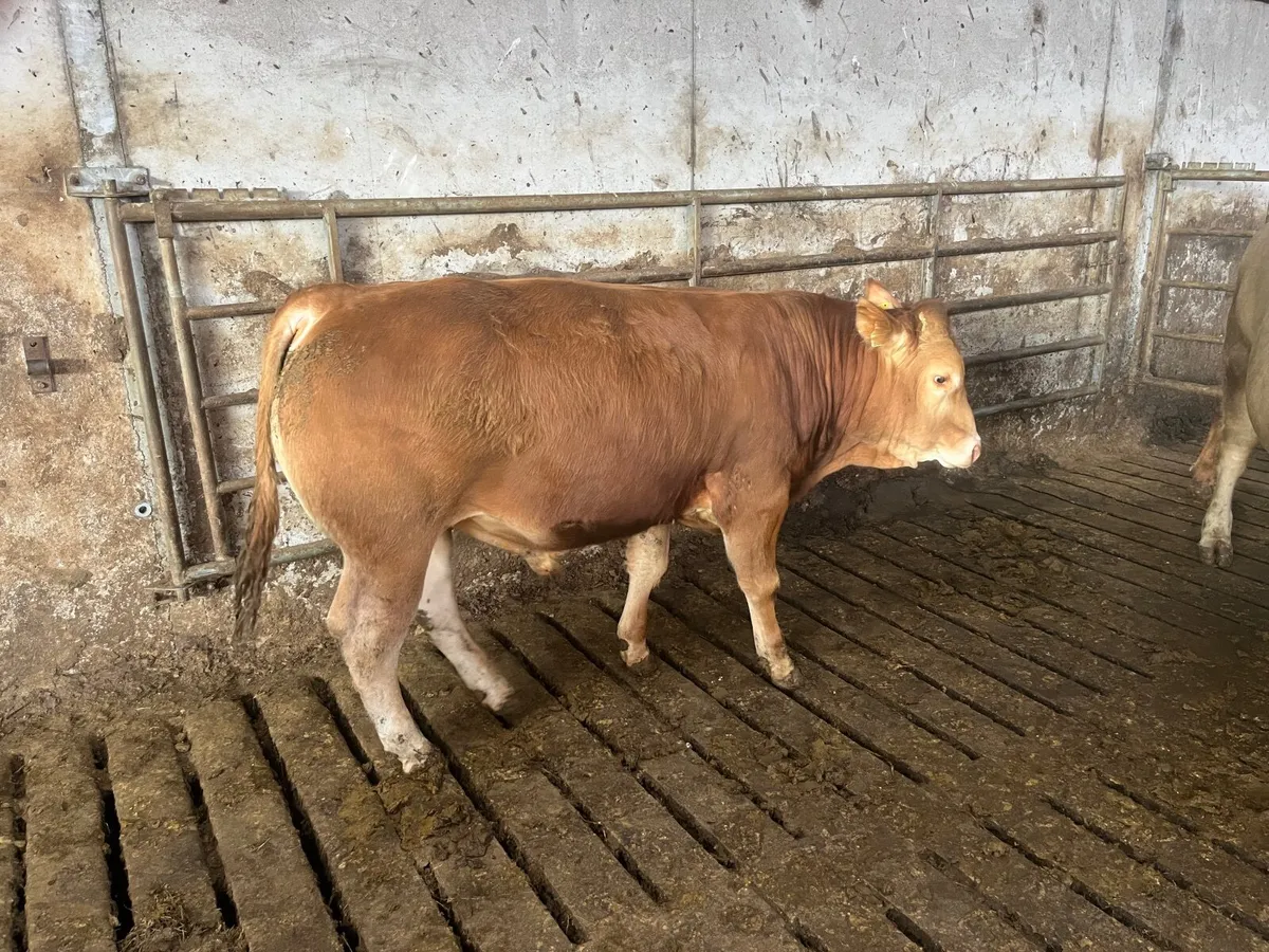 PBR Limousin Bulls - Image 2