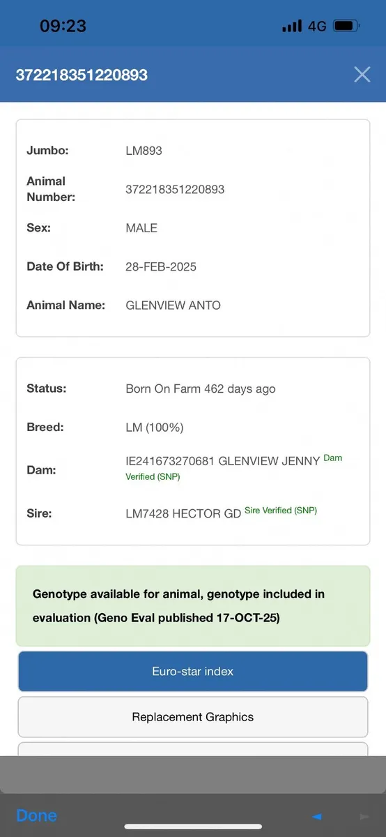 PBR Limousin Bulls - Image 4