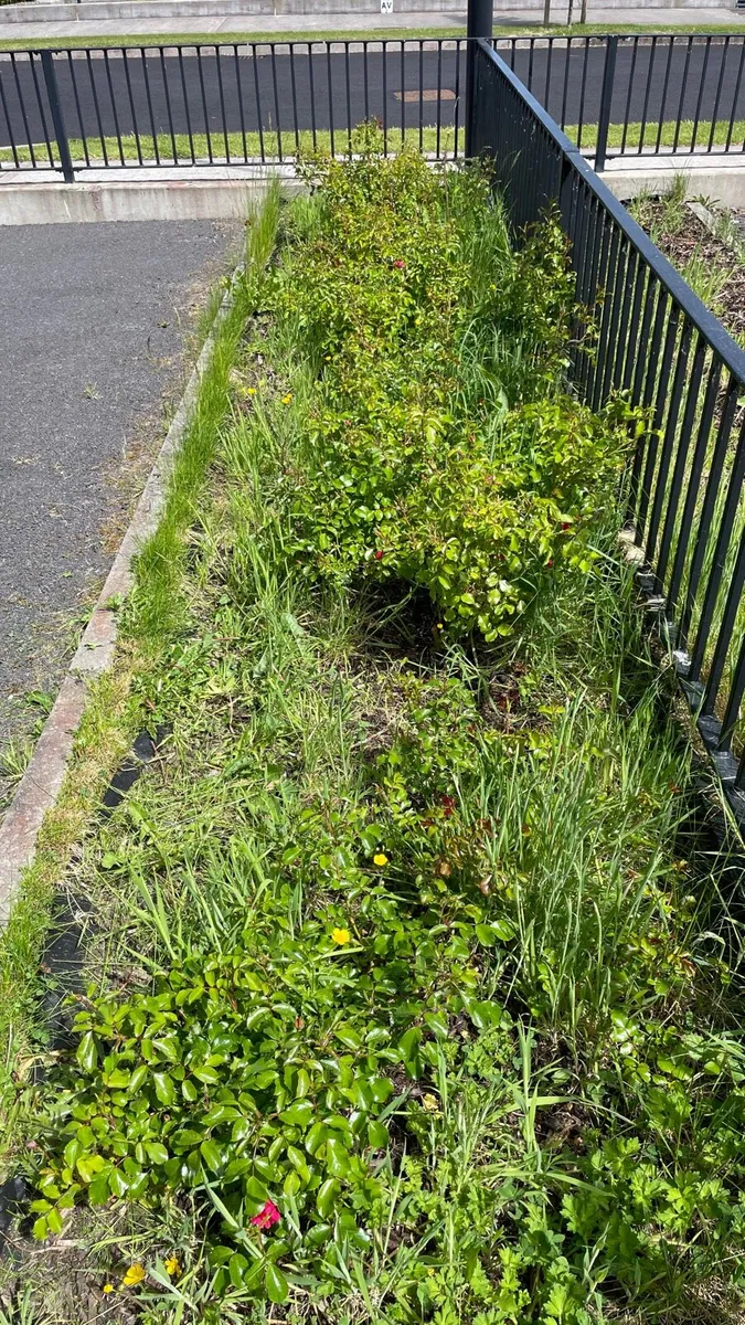 Is your garden getting out of control? - Image 2